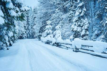 Winter road after the snowfall through forest covered in snow. Cold toned.の写真素材
