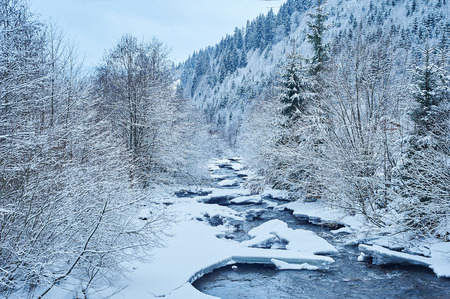 Winter mountain river after the snowfall. Forest covered in snow. Cold toneの写真素材
