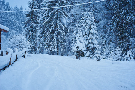Winter road after the snowfall through forest covered in snow. Road along the fence. Cold toned.の写真素材