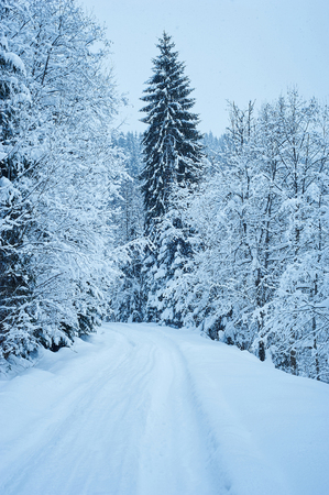 Winter road after the snowfall through forest covered in snow. Cold toned.の写真素材
