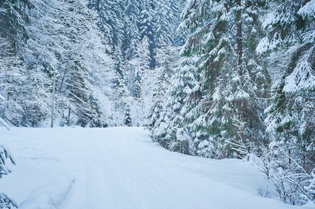 Winter road after the snowfall through forest covered in snow. Cold toned.の写真素材