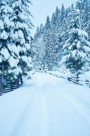 Winter road after the snowfall through forest covered in snow. Cold toned.の写真素材