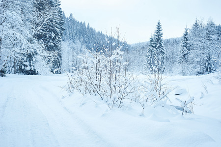 Winter road after the snowfall through forest covered in snow.の写真素材