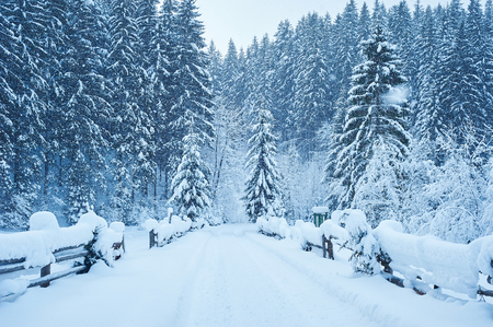 Winter road after the snowfall through forest covered in snow. Road along the fence. Cold toned.の写真素材