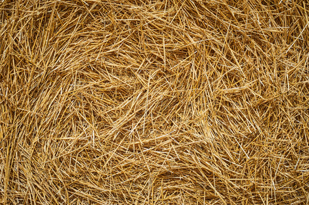 Dry golden yellow straw grass background texture after havesting. Close upの写真素材