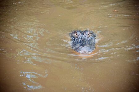 Louisiana Alligatorの写真素材
