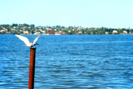 Prepare fly seagullの写真素材