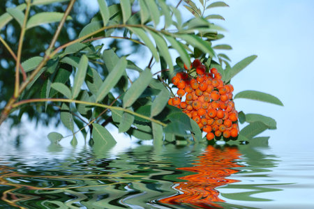 Berries on branch reflection in water  の写真素材