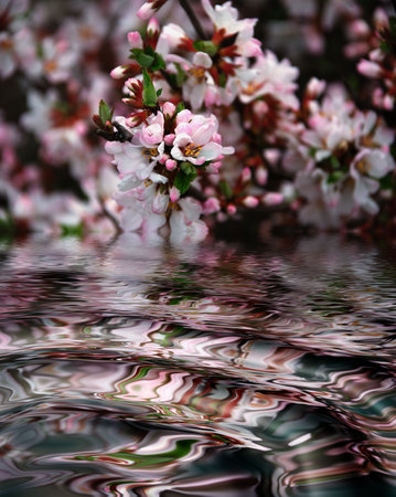 Blossoming branch reflection in waterの写真素材