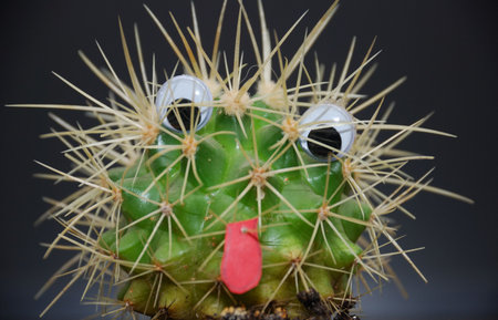 funny cactusの写真素材