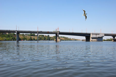 flying seagull over city quayの写真素材