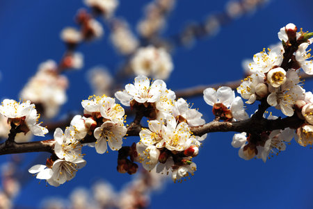 blossoming tree branchの写真素材