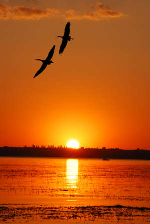 couple flying cranes over sunset の写真素材