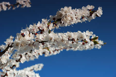 blossoming brunch of treeの写真素材
