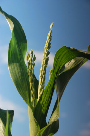 corn plants over clear blue sky