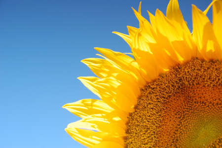 Sunflower over clear blue skyの写真素材