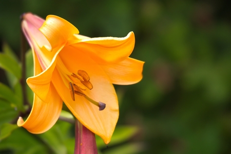 Lily in the Government House park, Victoria, BC, Canadaの写真素材