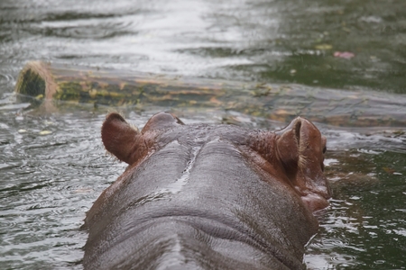 Hippopotamus in Toronto ZOOの写真素材