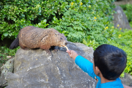 Young kid is feeding marmot in a park in Toronto, Canada.の写真素材