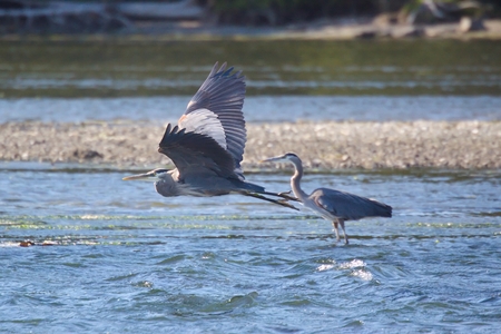 Great blue heronsの写真素材