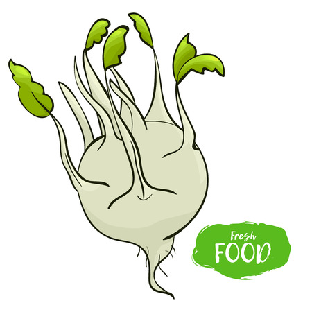 Illustration of kohlrabi on a white backgroundのイラスト素材