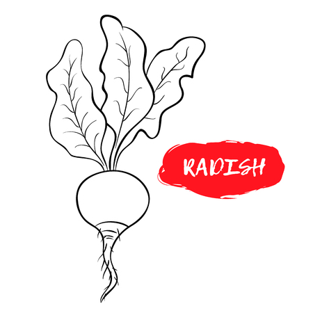 Black and white illustration of a radish.のイラスト素材
