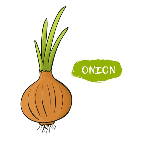 Vector illustration of an onion. Sketch, color. Vivid picture of a vegetable. Fresh foodのイラスト素材