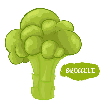 Green illustration of broccoli on a white backgroundのイラスト素材