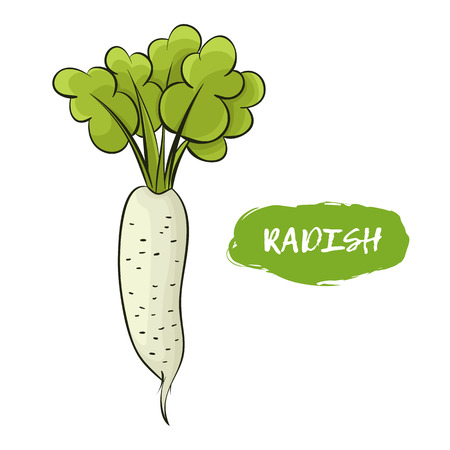 Green illustration of a radish on a white backgroundのイラスト素材