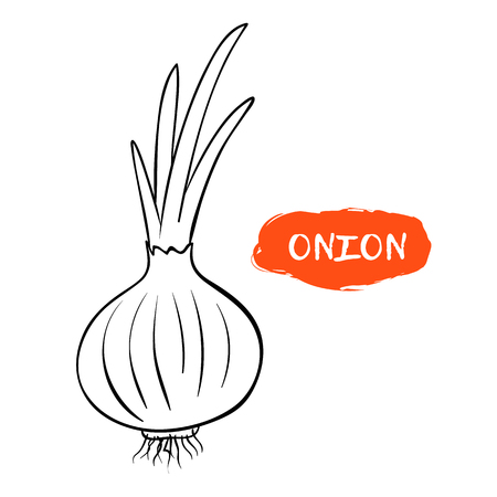 Vector illustration of an onion. Sketch, outline. Coloring on the topic of vegetables. Fresh foodのイラスト素材