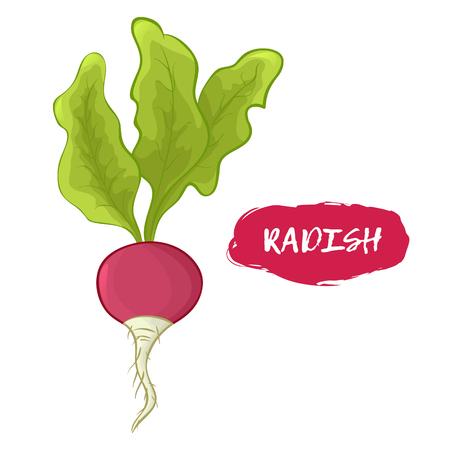 Colored illustration of a radish on a white backgroundのイラスト素材