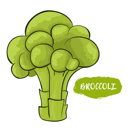Vector illustration of broccoli. Sketch, color. Vivid picture of a vegetable. Fresh foodのイラスト素材