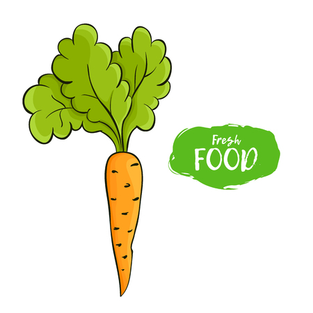 Colored illustration of an orange carrot.のイラスト素材