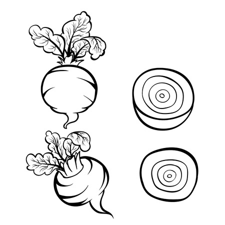 Vector hand drawn illustration of beet. Outline doodle icon. Food sketch for print, web, mobile and infographics. Isolated on white background element. Setのイラスト素材