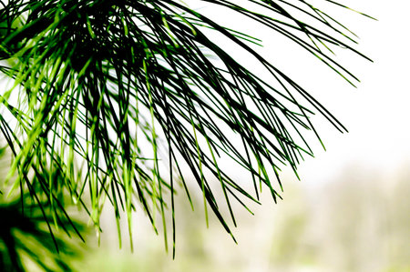 Forest background with conifer in front