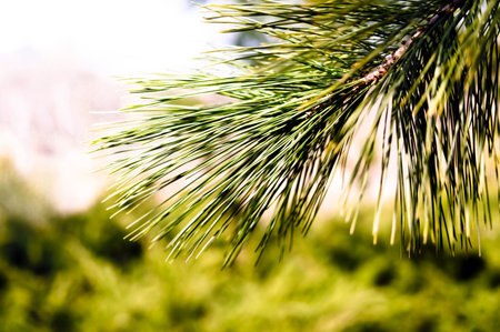 Forest background with conifer in front