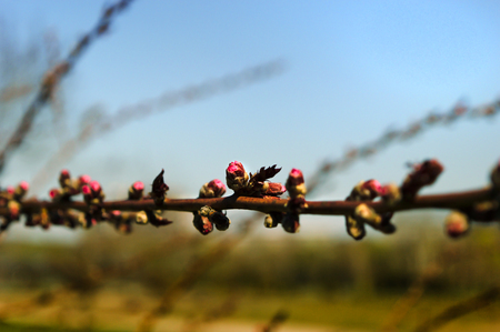 Early apple blossom in the city botanical garden.の写真素材