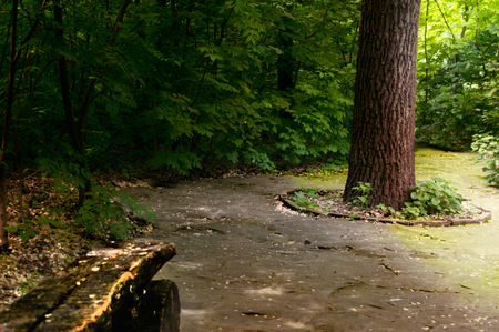 Summer day in the old parkの写真素材