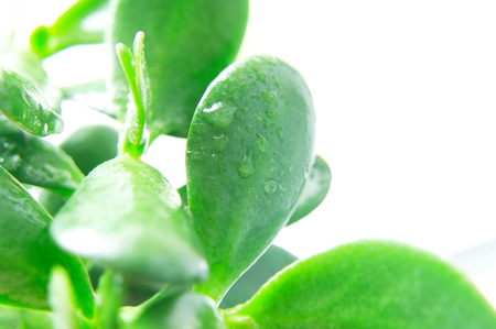 Crassula ornamental home plant.の写真素材