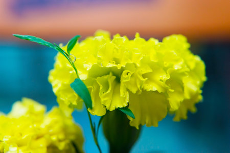 Yellow carnation on a blurred background.の写真素材