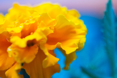 In the foreground orange Carnation macro shooting.の写真素材