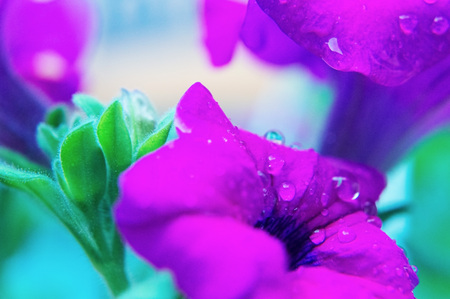Violet Petunia with drops of dew in the morning.の写真素材