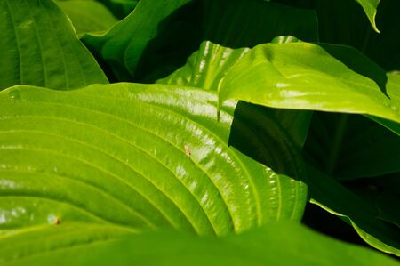 Hosts leaves closeup background macro shootingの写真素材