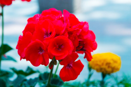 Beautiful red flowers are made at close range with a macro lens.
