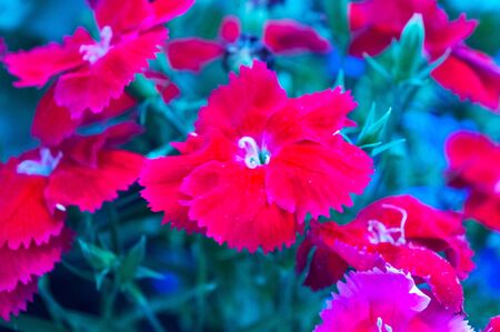 Beautiful red flowers are made at close range with a macro lens.の写真素材