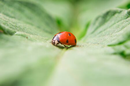 Macro filming of a red bug on a leaf of a plantの写真素材
