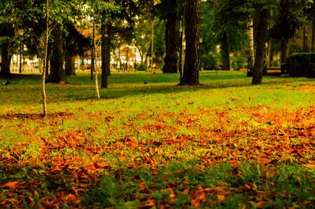 Red leaves on the grass in late autumn in a city parkの写真素材