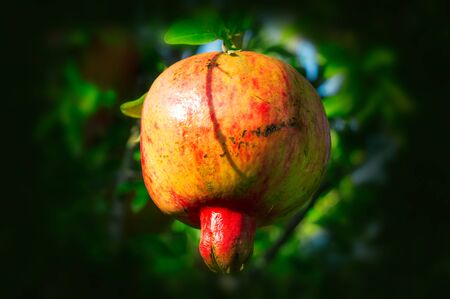 Ripe red pomegranate on a tree in the autumn gardenの写真素材
