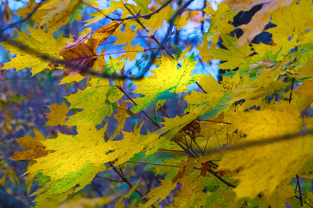 Yellow leaves in the autumn park against the blue sky