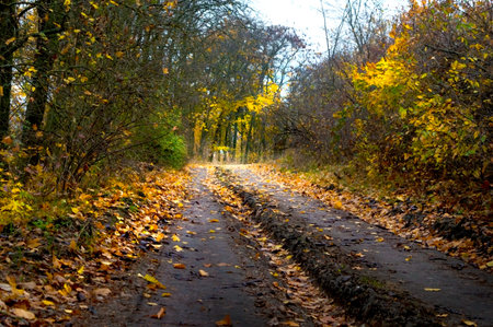 Abandoned road in a colorful autumn forest